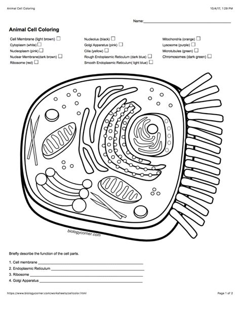 cell membrane coloring worksheet biology corner