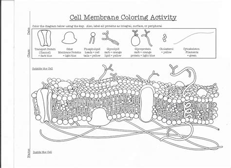 cell membrane coloring worksheet pdf