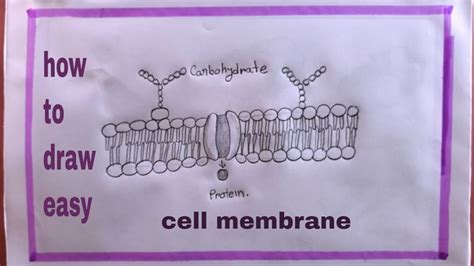 cell membrane drawing easy
