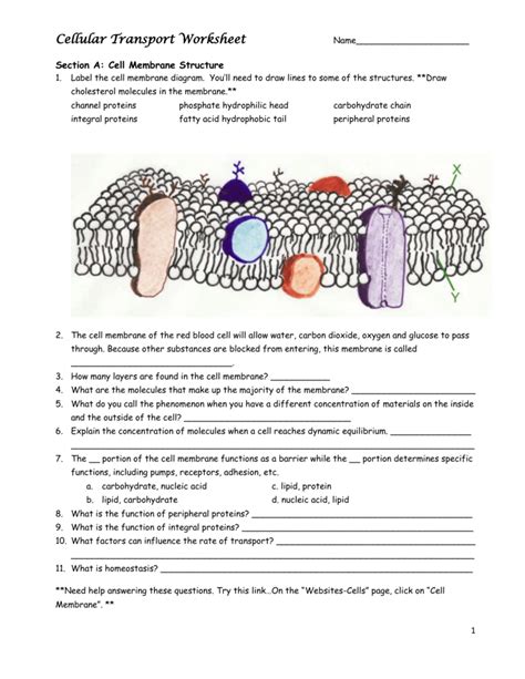 List Of Cell Membrane Structure And Function Matching Answer Key References