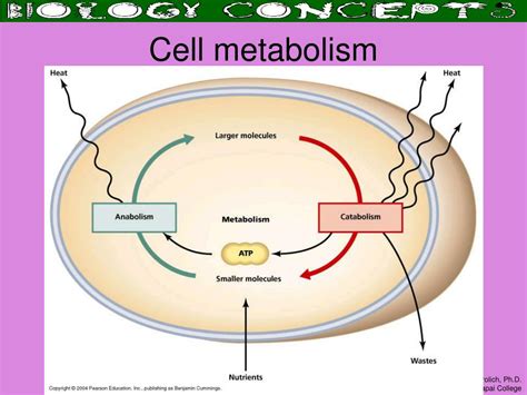  25 Idea Cell Metabolism Drawing Quick Small Sketch For Kids