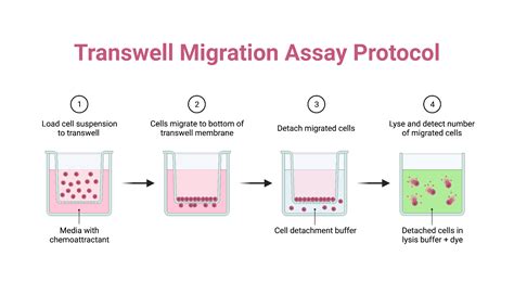 Cell Migration Assay Transwell