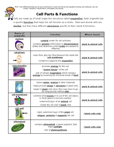 Cell Parts And Functions Simple