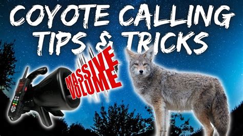 cell phone coyote call