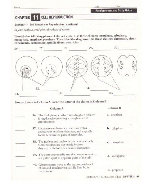 cell regulation and reproduction worksheet answers