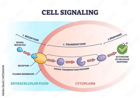Cell Signaling Pathway Steps