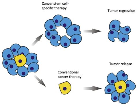 cell stop cancer
