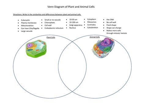 Cell Structure And Function Venn Diagram Printable