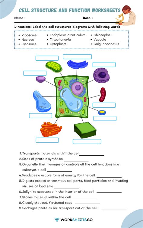 Cell Structure And Function Worksheet For Kids