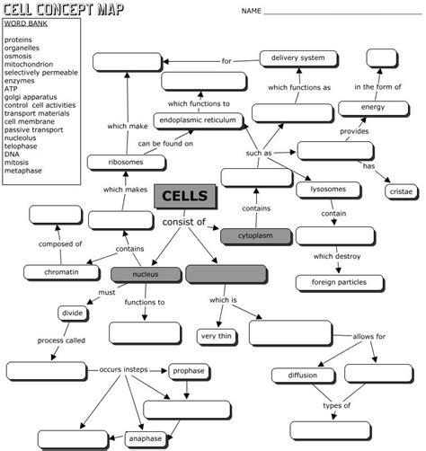 cell transport concept map worksheet answers