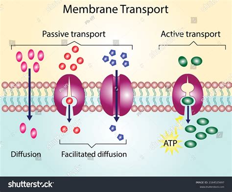Cell Transport Examples