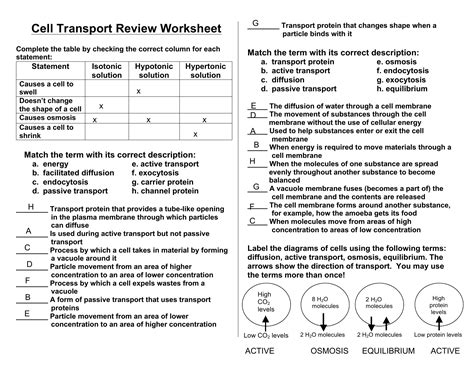 cell transport review 2 worksheet answers
