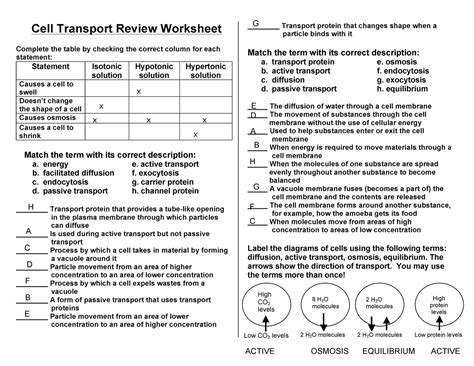 cell transport review worksheet