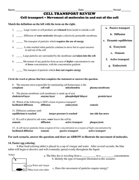 cell transport review worksheet movement of molecules in and out of the cell