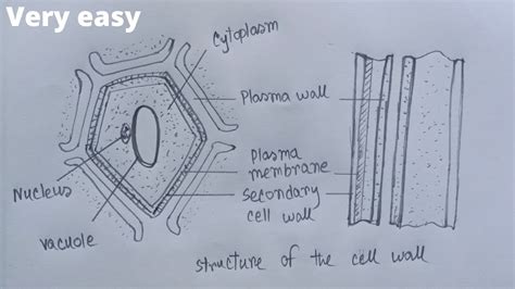 cell wall easy drawing