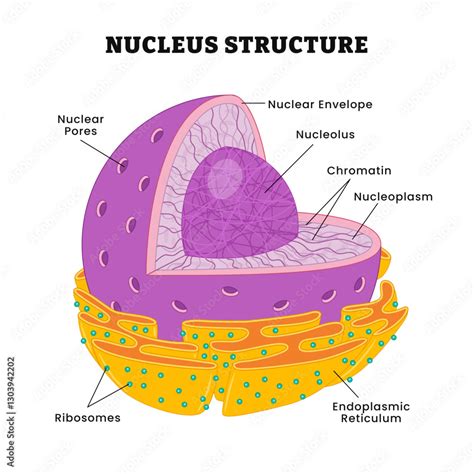 PPT Cell Structure and Function PowerPoint Presentation, free