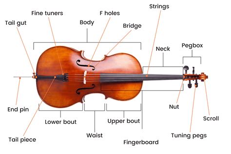 The Anatomy of a Cello
