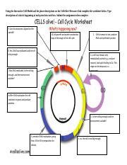 cells alive - cell cycle worksheet what's happening now