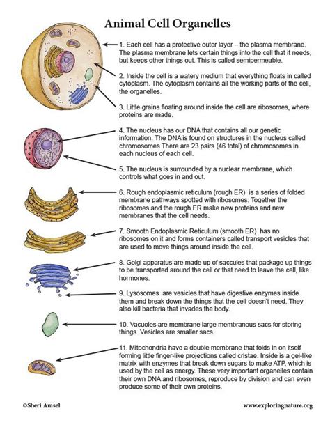 cells and organelles worksheet how can i remember it