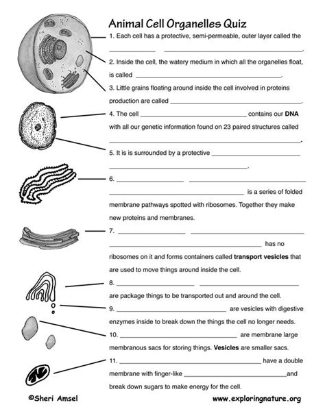 cells and organelles worksheet science spot