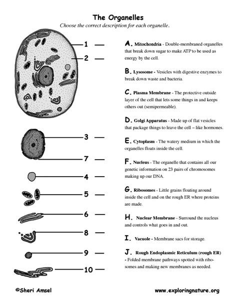 cells and their organelles worksheet quizlet