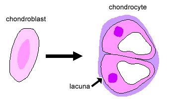 cells that occupy the lacunae