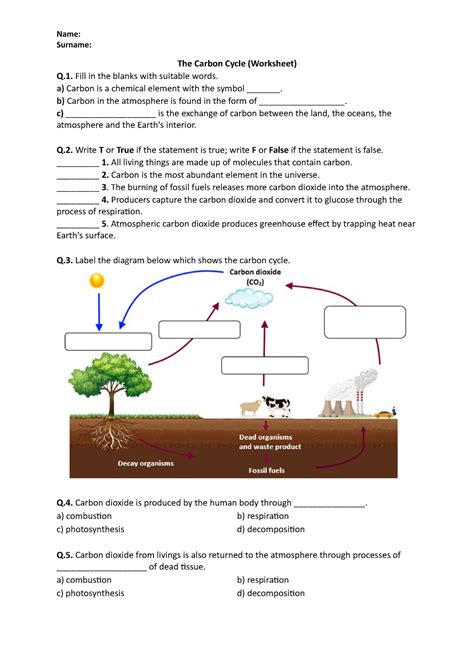 cellular carbon cycle worksheet answers