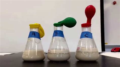 cellular respiration in yeast lab