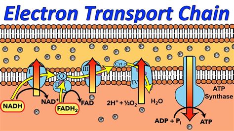 cellular respiration the electron transport chain worksheet answers