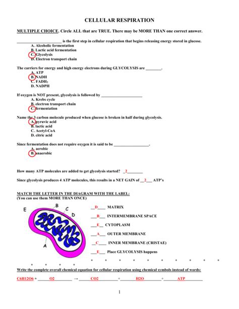 cellular respiration worksheet answer key pdf