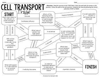cellular transport maze worksheet answers