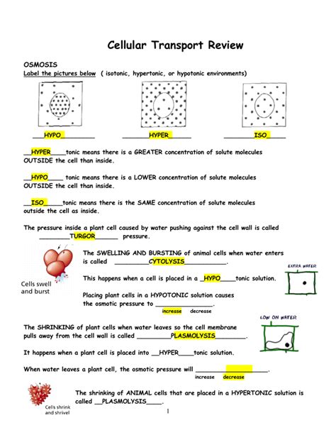 cellular transport vocabulary worksheet answer key