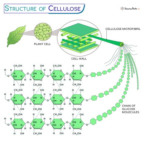 cellulose is a lipid