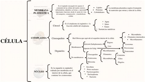 TAREAS DEL 503 MAPA CONCEPTUAL DE LA CELULA