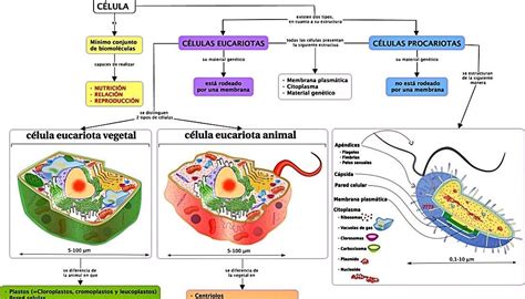 Cuadros comparativos entre Células Procariotas y Eucariotas Cuadro