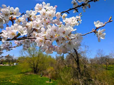 centennial park cherry blossoms
