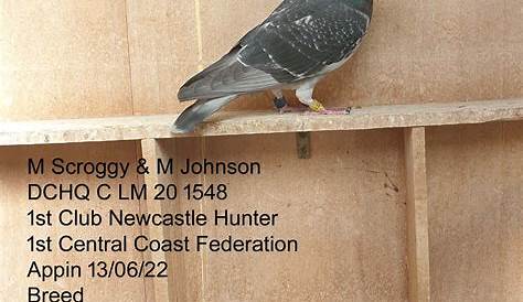 Central Coast Racing Pigeon Federation
