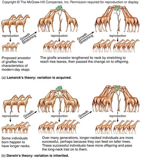 central idea of evolution