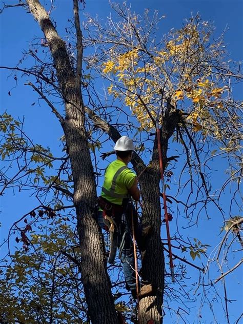 central mn tree service