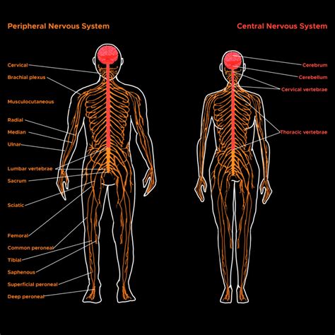 central nervous system translate to chinese