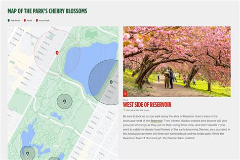 central park cherry blossom tracker