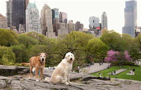 central park dogs today