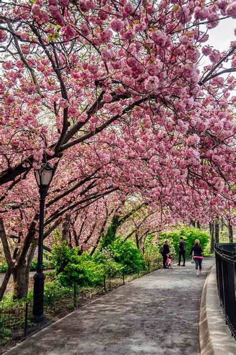 central park nyc cherry blossom
