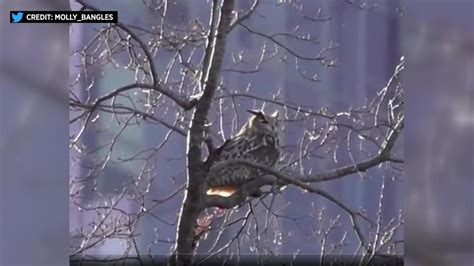 central park owl killed