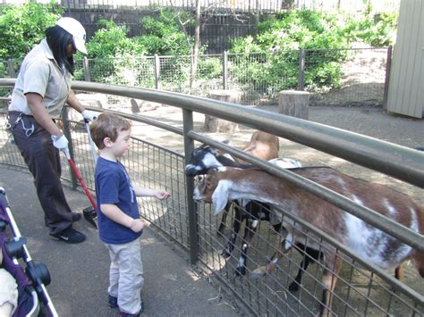 central park petting zoo