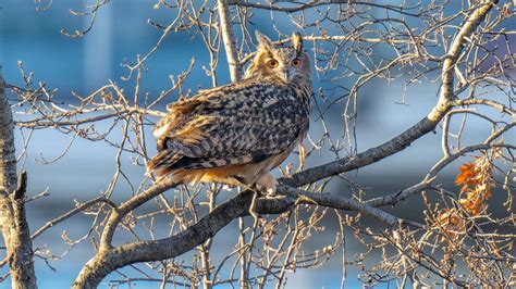 central park zoo owl