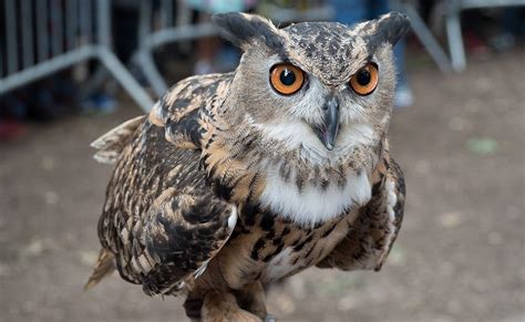 central park zoo owl escape
