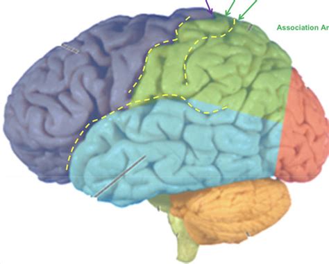 Central Processing Quizlet