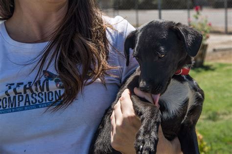 central valley dog rescue