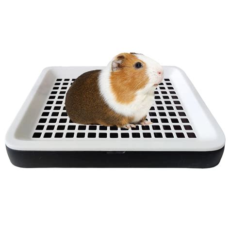 elyricsy.biz:ceramic guinea pig litter box